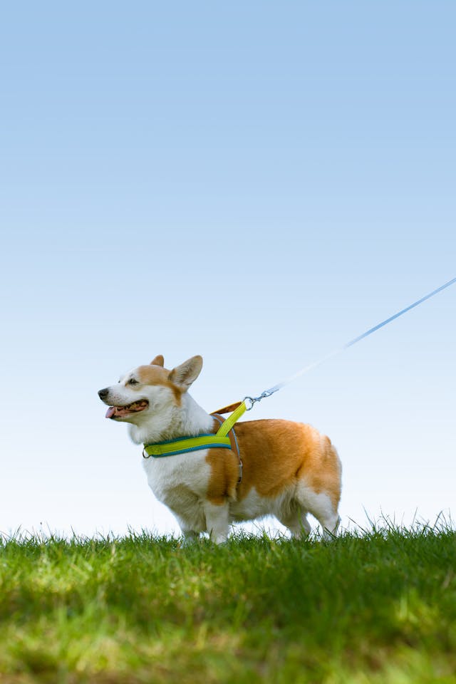 成犬期