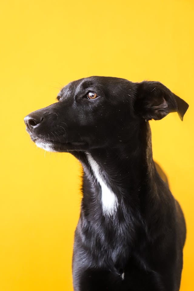 子犬期